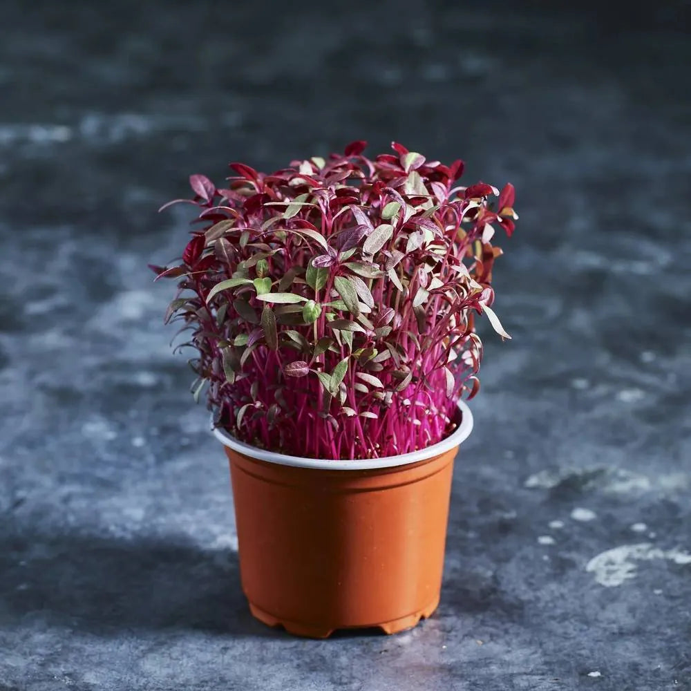 Amaranth Seeds - Red Garnet - Australian Wheatgrass