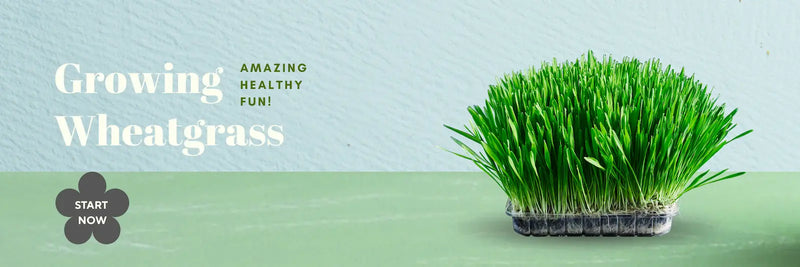Fresh wheatgrass growing in a container with text prompting to start growing now