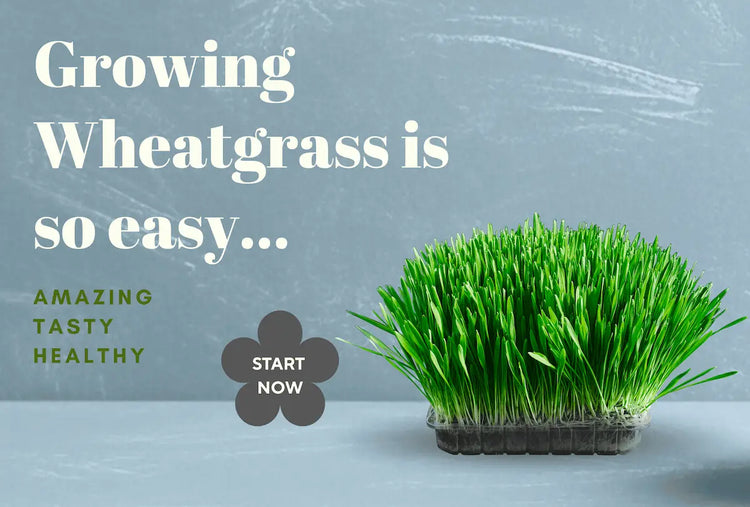 Fresh Wheatgrass growing in a tray with  text promoting its easy growth, taste and health benefits