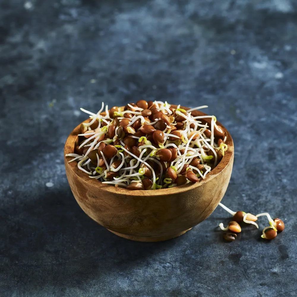 Fresh black lentil sprouts grown from sprouting seeds - Australian Wheatgrass