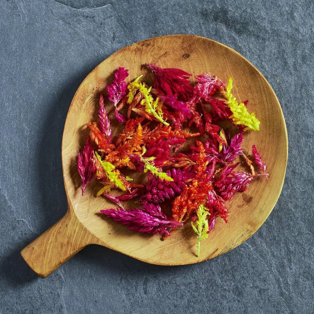 Celosia Seeds Kimono Mix - Australian Wheatgrass