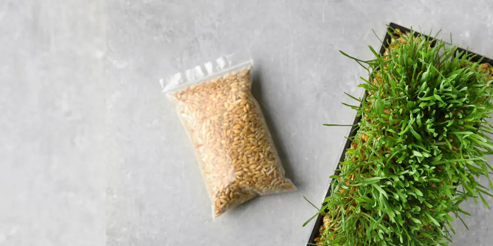 A clear zip lock bag of wheatgrass seeds and a tray of fresh wheatgrass on a grey surface