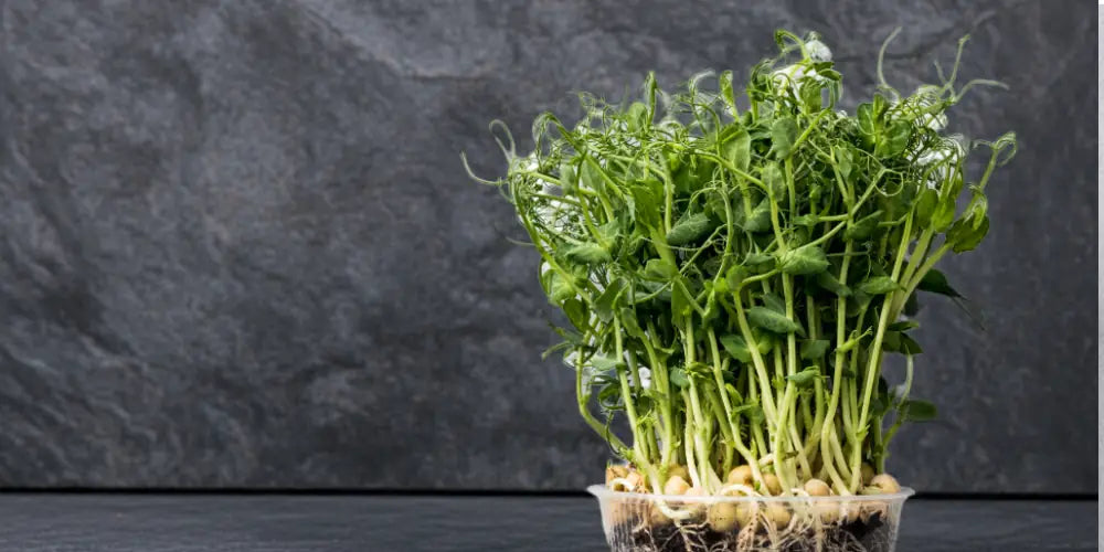 Snow pea tendril microgreens growing in a small tray on a charcoal coloured surface