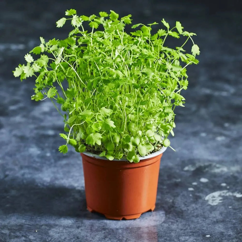 fresh salad burnet microgreens growing in a small pot - Australian Wheatgrass Microgreens seeds