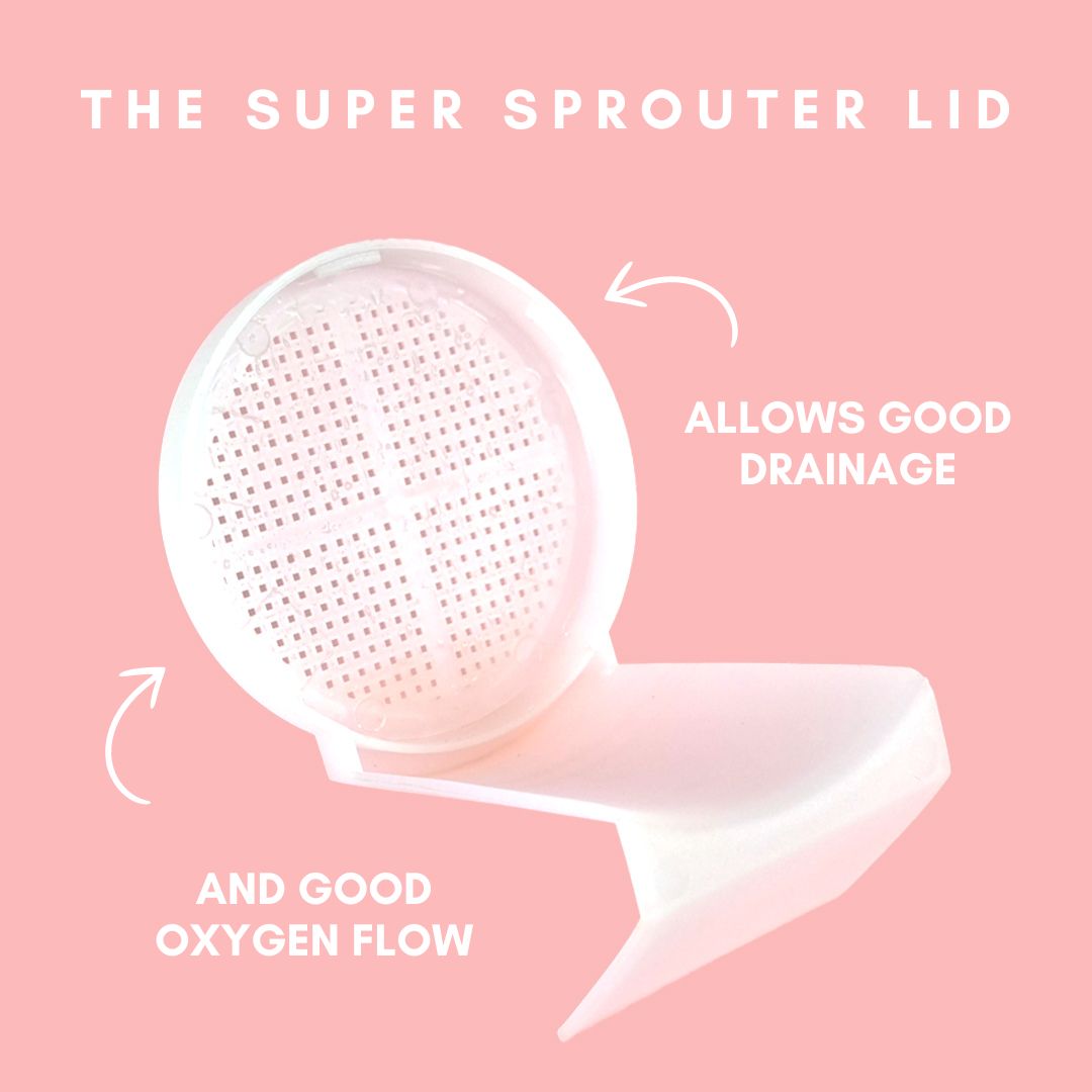 Glass Seed Sprouter - Untamed Super Sprouter
