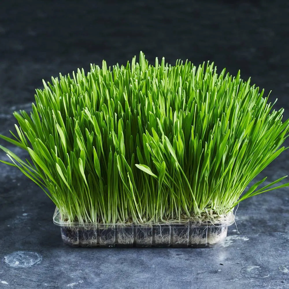 Fresh barley grass grown from barley sprouting seeds - Australian Wheatgrass
