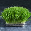 Fresh barley grass grown from barley sprouting seeds - Australian Wheatgrass
