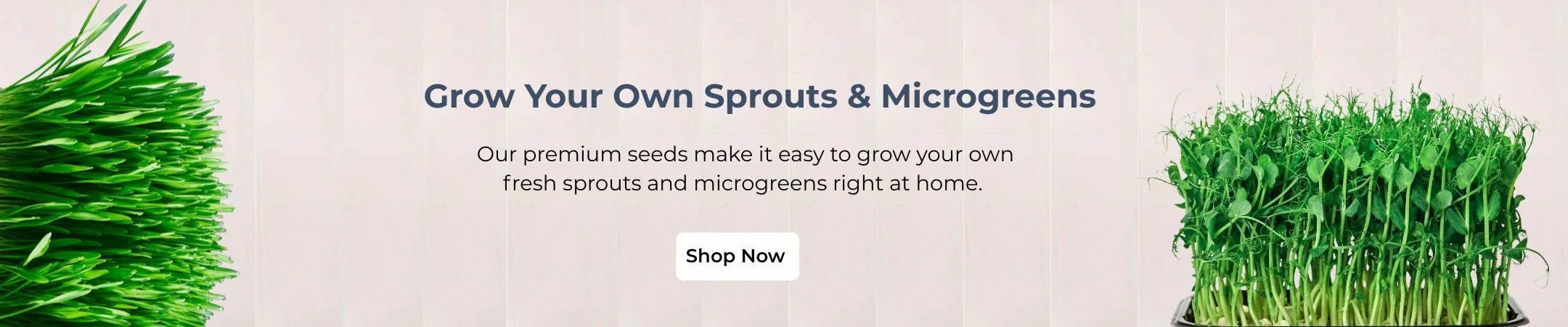 Promotional banner for growing sprouts and microgreens prompting customer to buy sprouting seeds