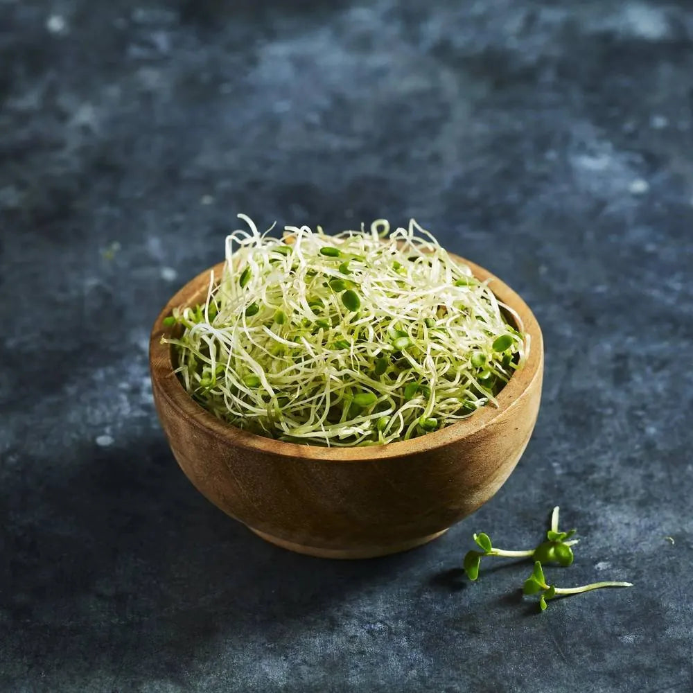 Fresh red clover sprouts grown from sprouting seeds - Australian Wheatgrass