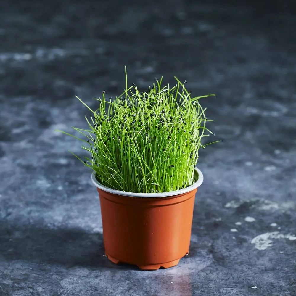 Garlic Chive Seeds - Microgreens - Australian Wheatgrass
