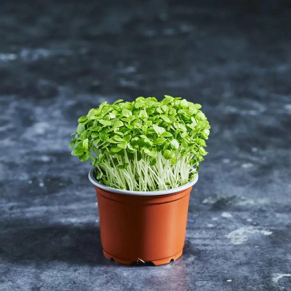 Basil Seeds - Greek - Australian Wheatgrass