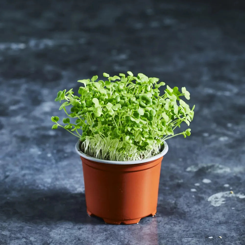 fresh tatsoi microgreens grown with Australian Wheatgrass seeds