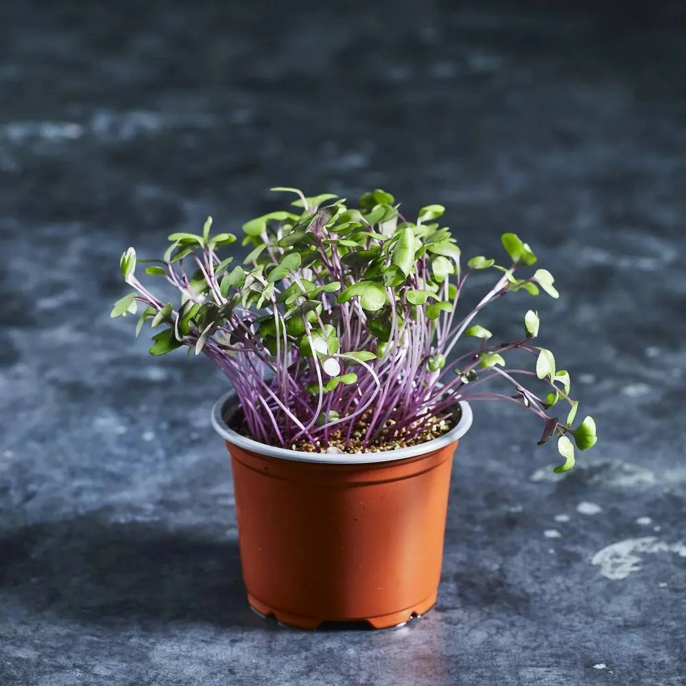 Red cabbage microgreens growing out of a small pot from seeds sourced at Australian Wheatgrass