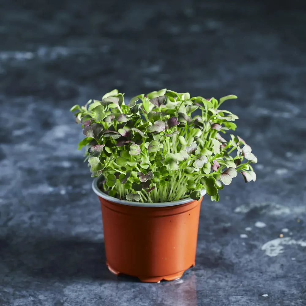 red pak choi microgreens in a small round pot grown from Australian Wheatgrass microgreen seeds collection