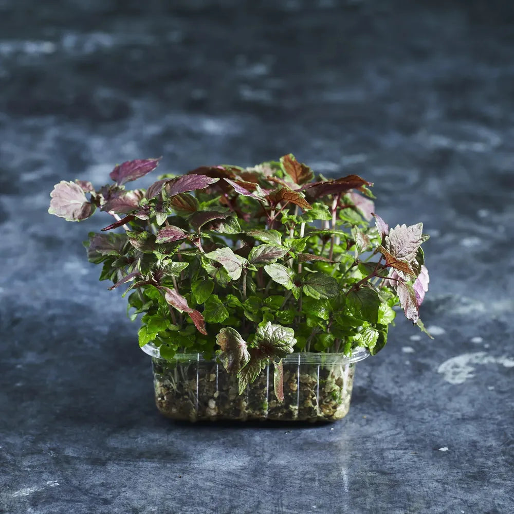 red baby shiso microherbs growing out of a small flat tray from premium microgreen seeds 