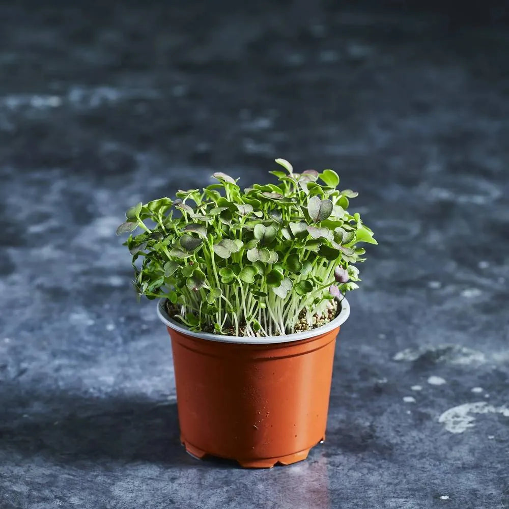 Fresh Purple Tatsoi microgreens with vibrant stems grown from Australian Wheatgrass sprouting 