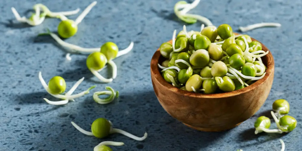 Wooden bowl filled with two to three  day old green pea sprouts on a textured blue surface