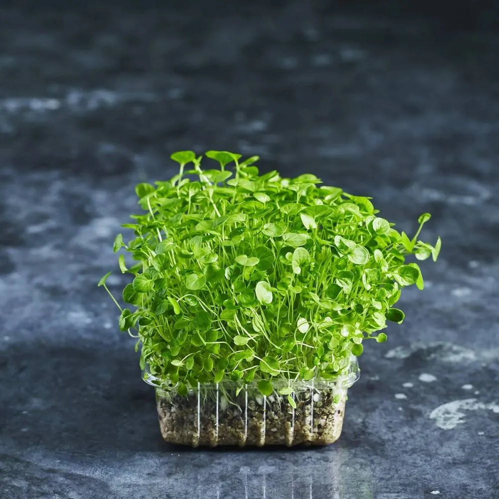 Fresh Upland Cress microgreens with peppery flavour grown from Australian Wheatgrass sprouting seeds 