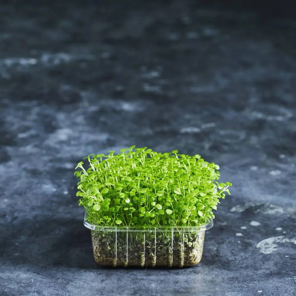 Watercress Seeds - Australian Wheatgrass