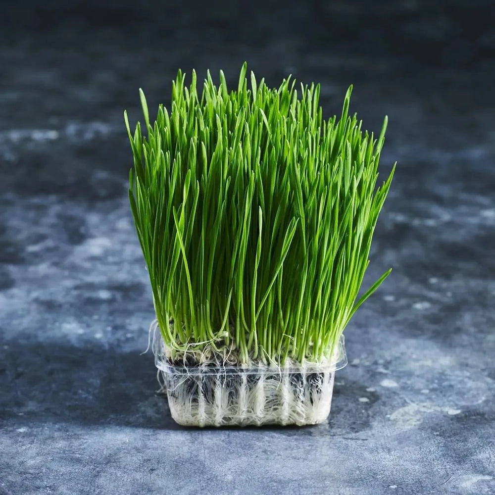 Wheatgrass Seeds - Microgreens - Australian Wheatgrass