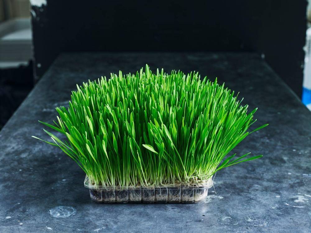 Barley Grain Seed - Sprouting - Australian Wheatgrass