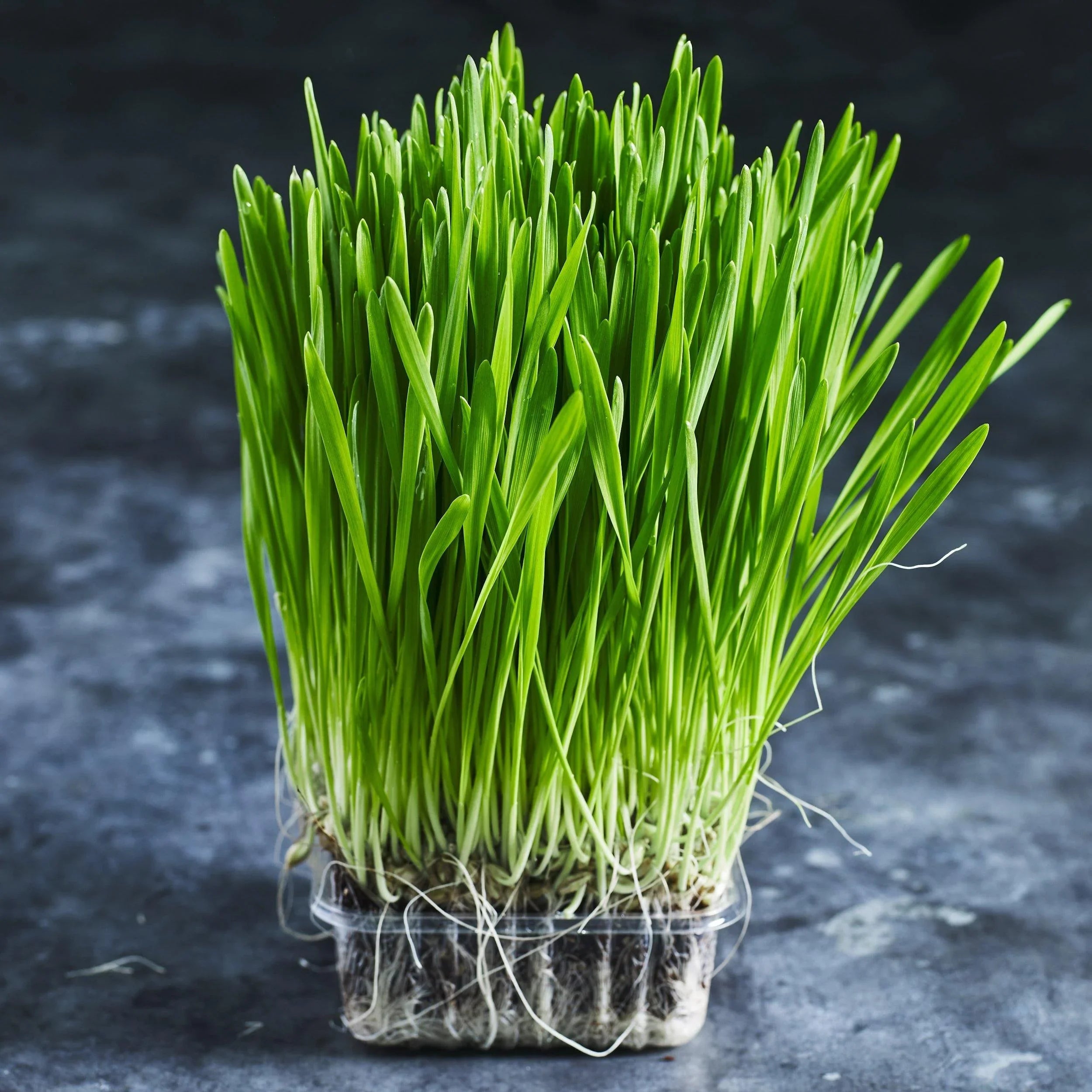 Barley Grain Seeds - Microgreens - Australian Wheatgrass