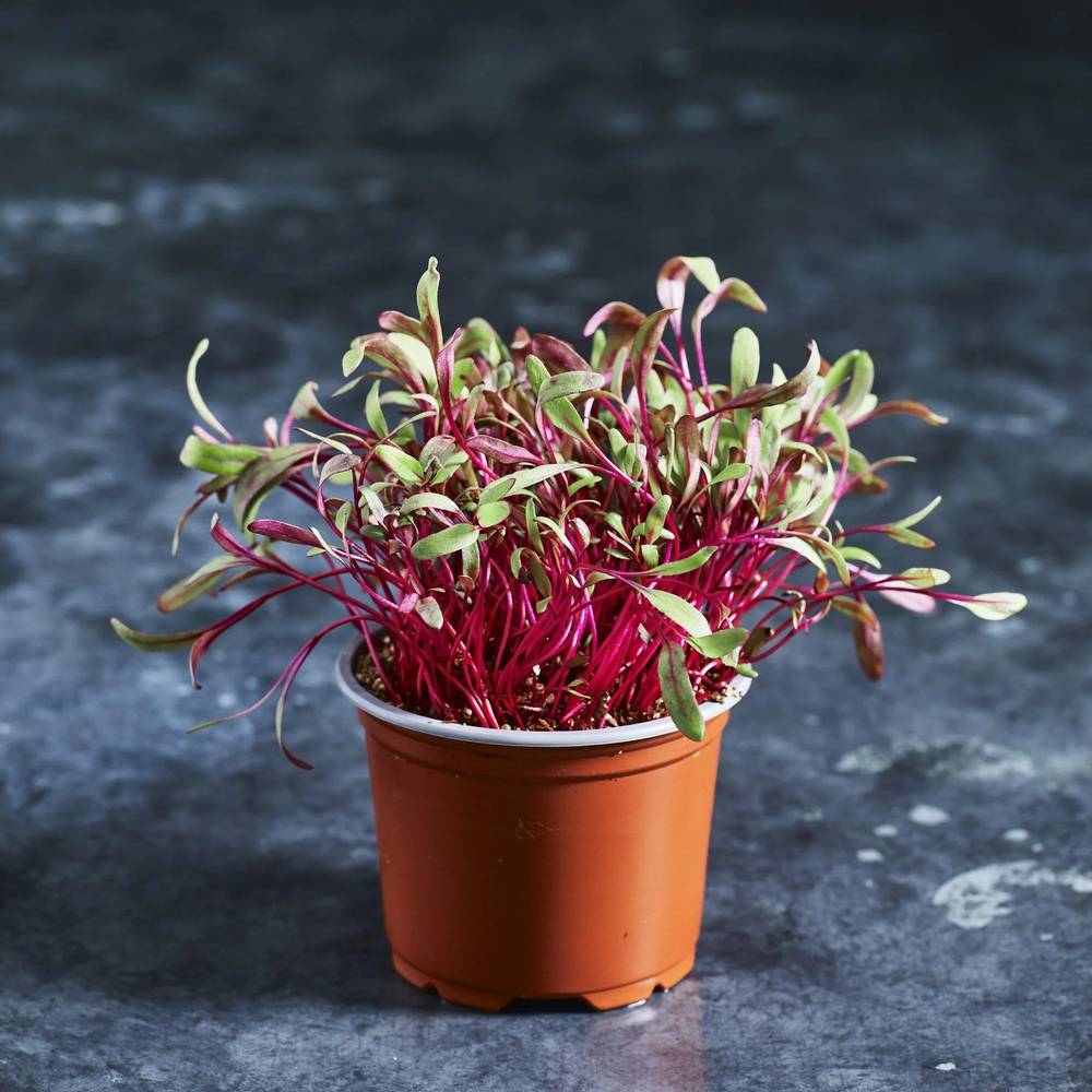 Beetroot Seeds - Australian Wheatgrass