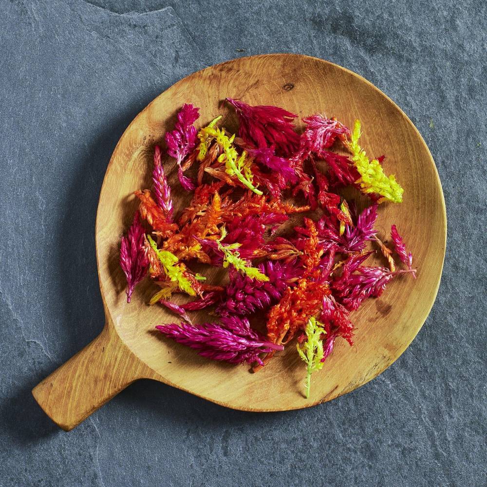 Celosia Seeds Kimono Mix - Australian Wheatgrass