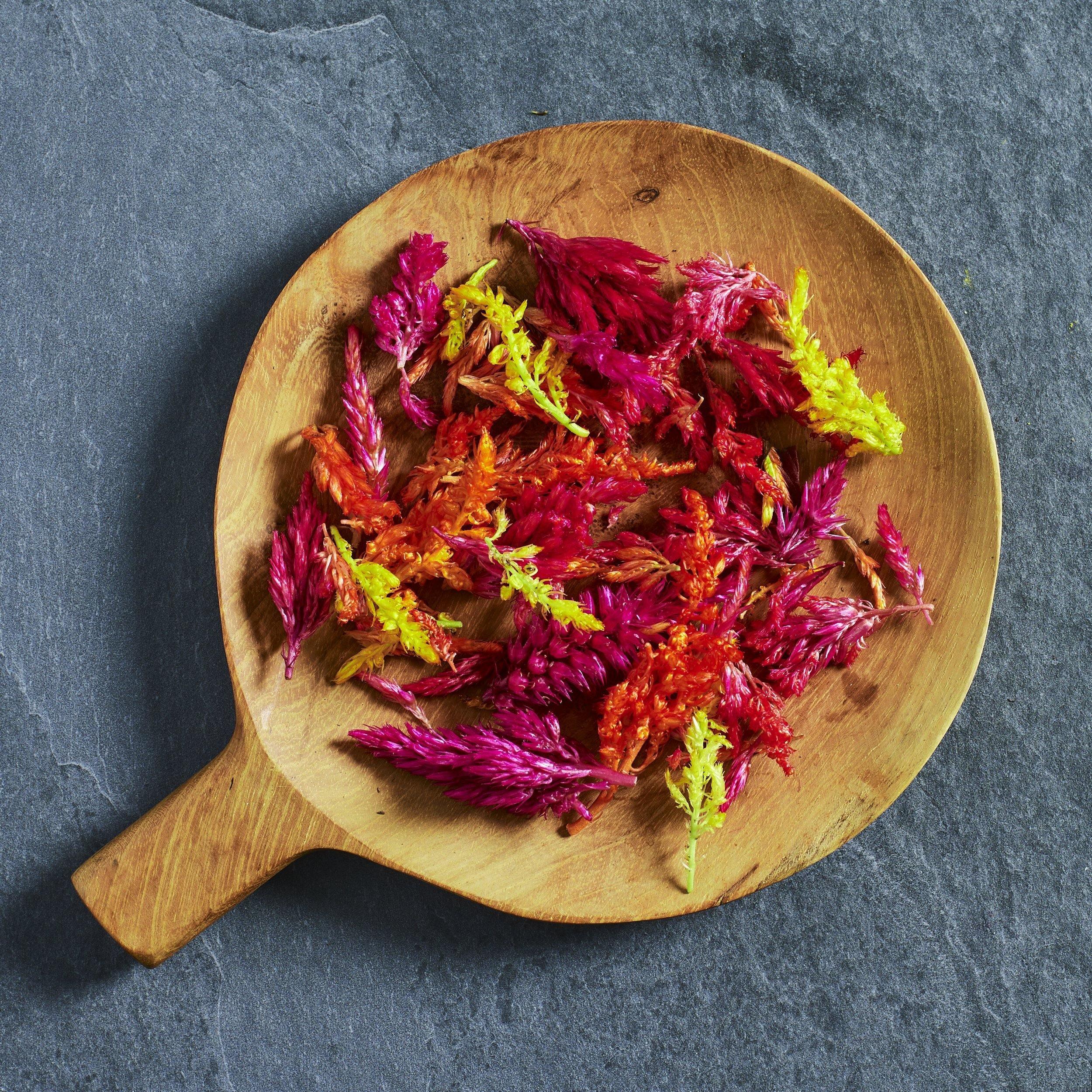 Celosia Seeds Kimono Mix - Australian Wheatgrass