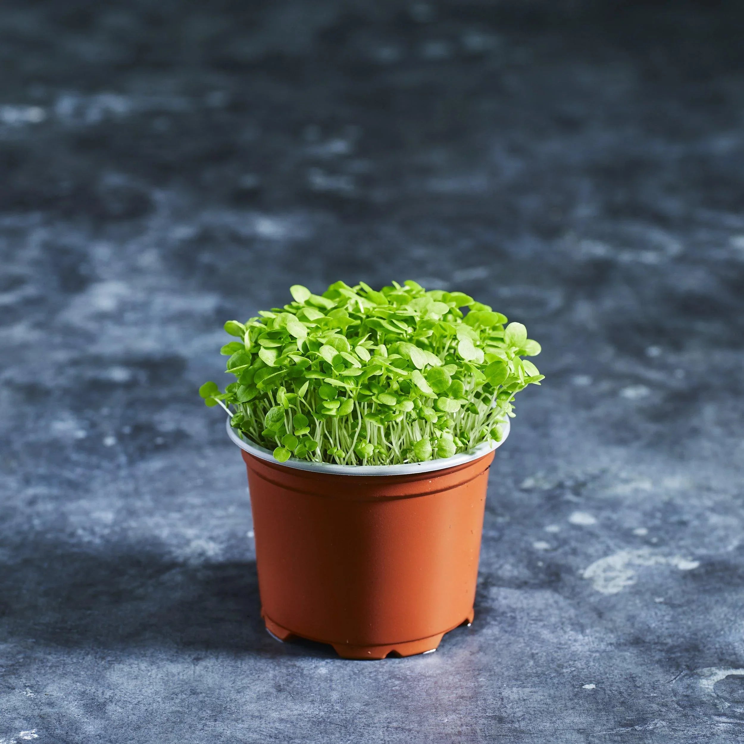 Corn Salad Seeds - Mache - Australian Wheatgrass