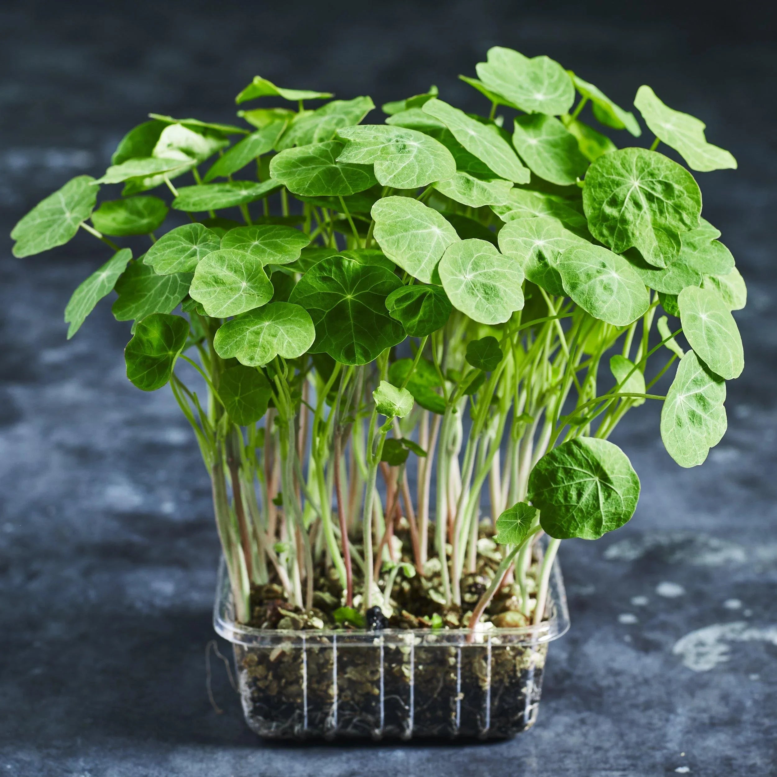 Nasturtium Seeds - Australian Wheatgrass