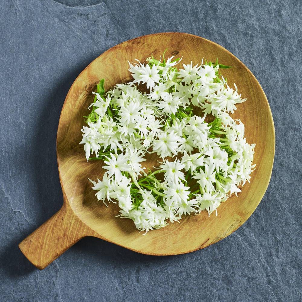 Phlox Popstars White Seed - Australian Wheatgrass