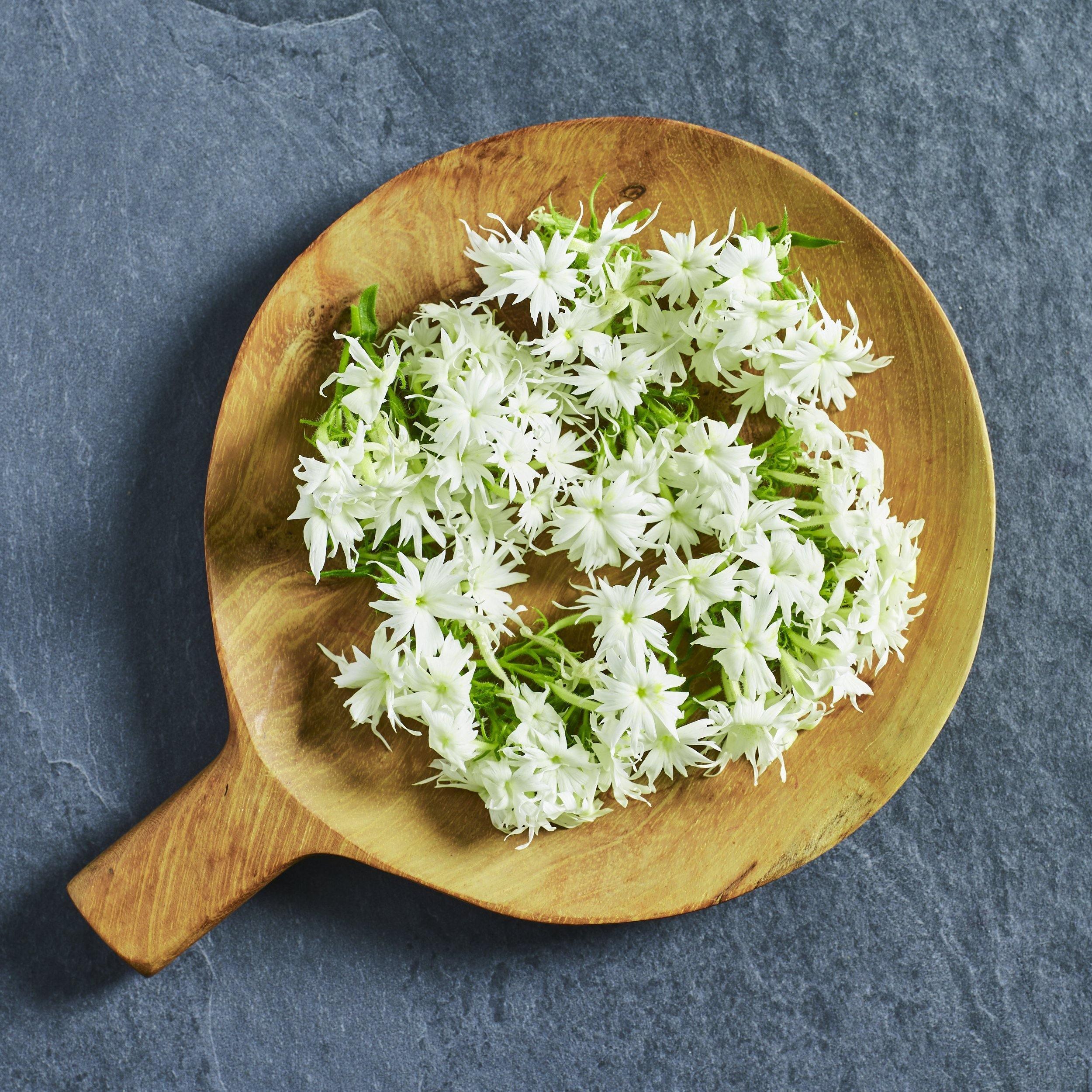 Phlox Popstars White Seed - Australian Wheatgrass