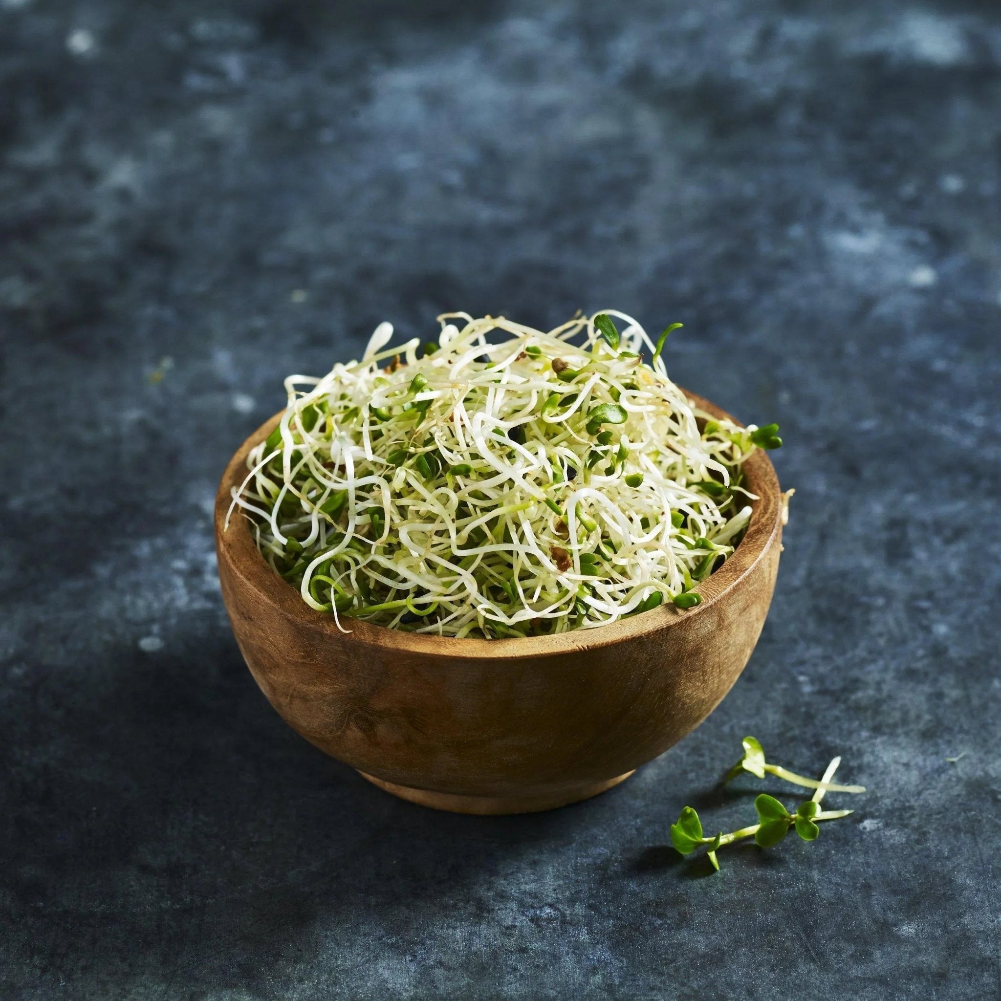 Alfalfa Sprouts - Australian Wheatgrass