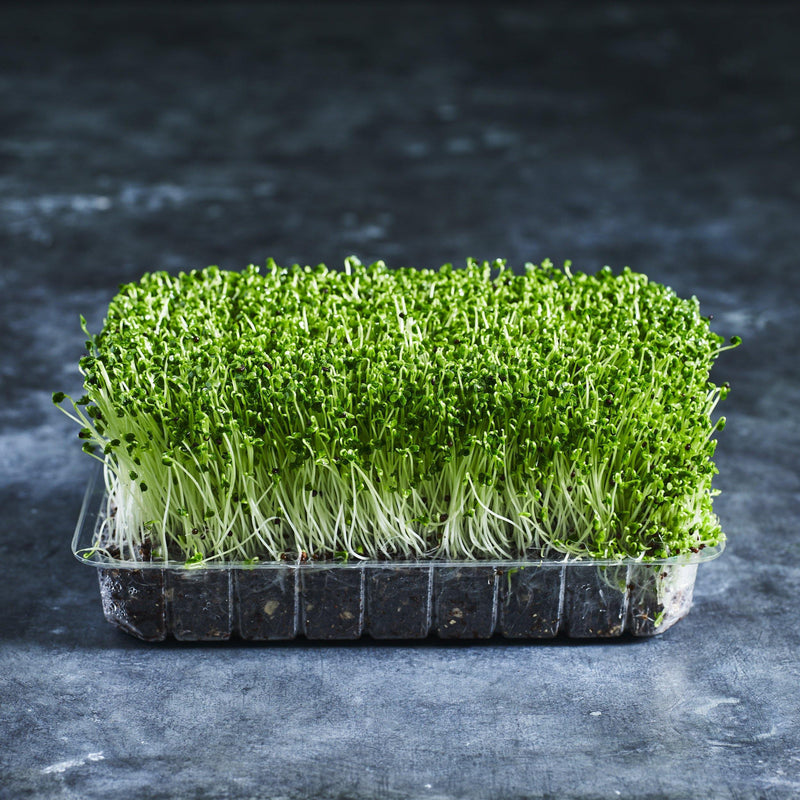 Broccoli sprouts delivered to your door - Australian Wheatgrass