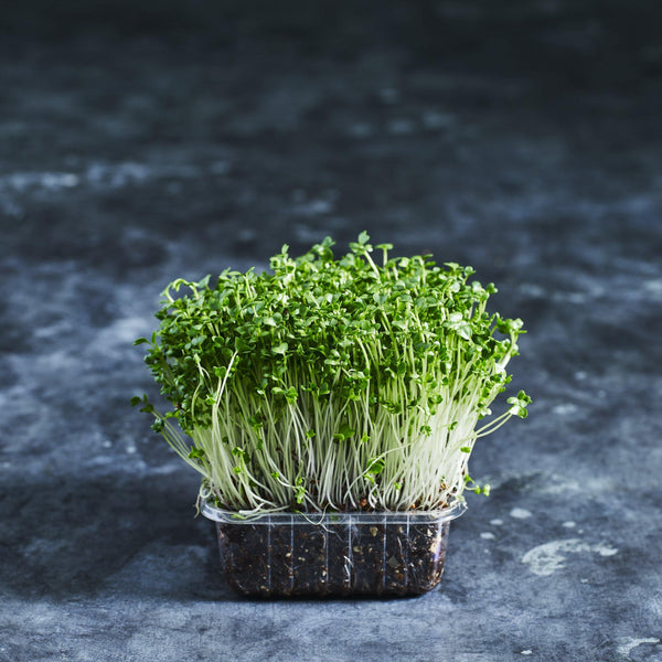 Broccoli Seeds - Microgreens - Australian Wheatgrass