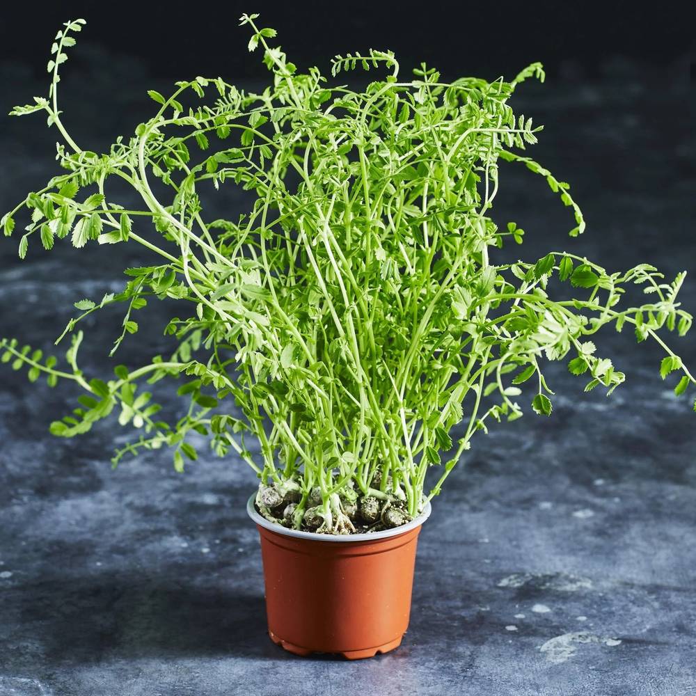 Chickpea Seeds - Microgreens - Australian Wheatgrass