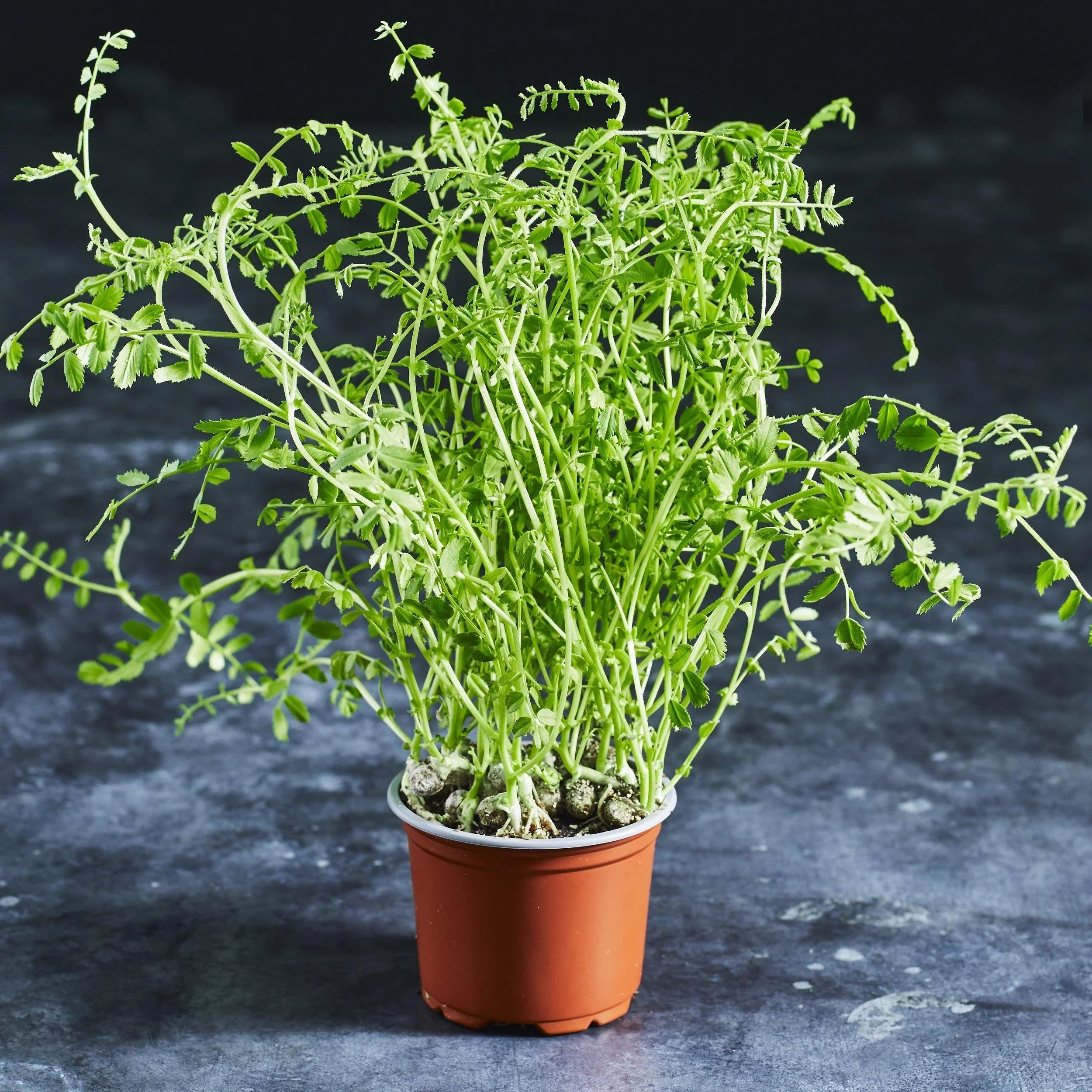 Chickpea Seeds - Microgreens - Australian Wheatgrass