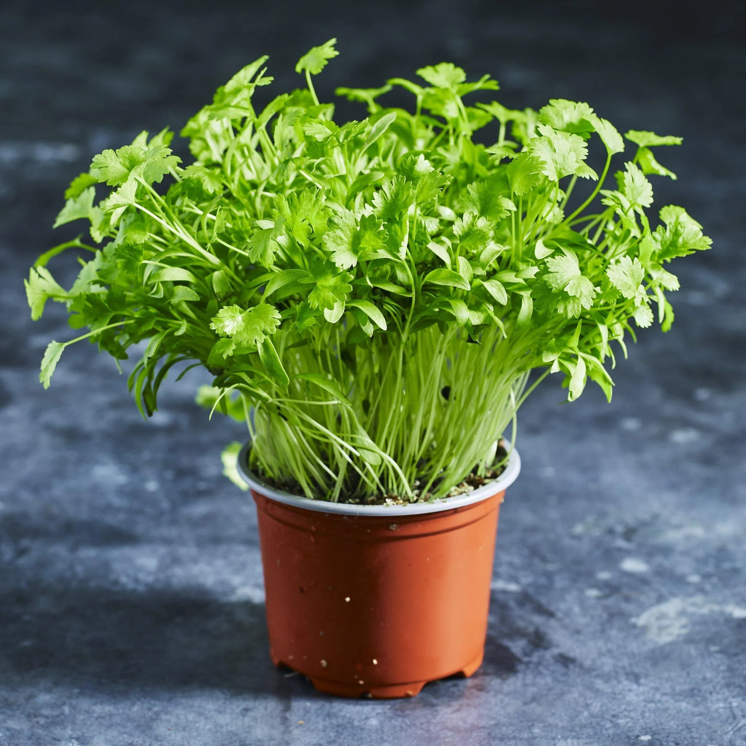 Coriander Seeds - Australian Wheatgrass