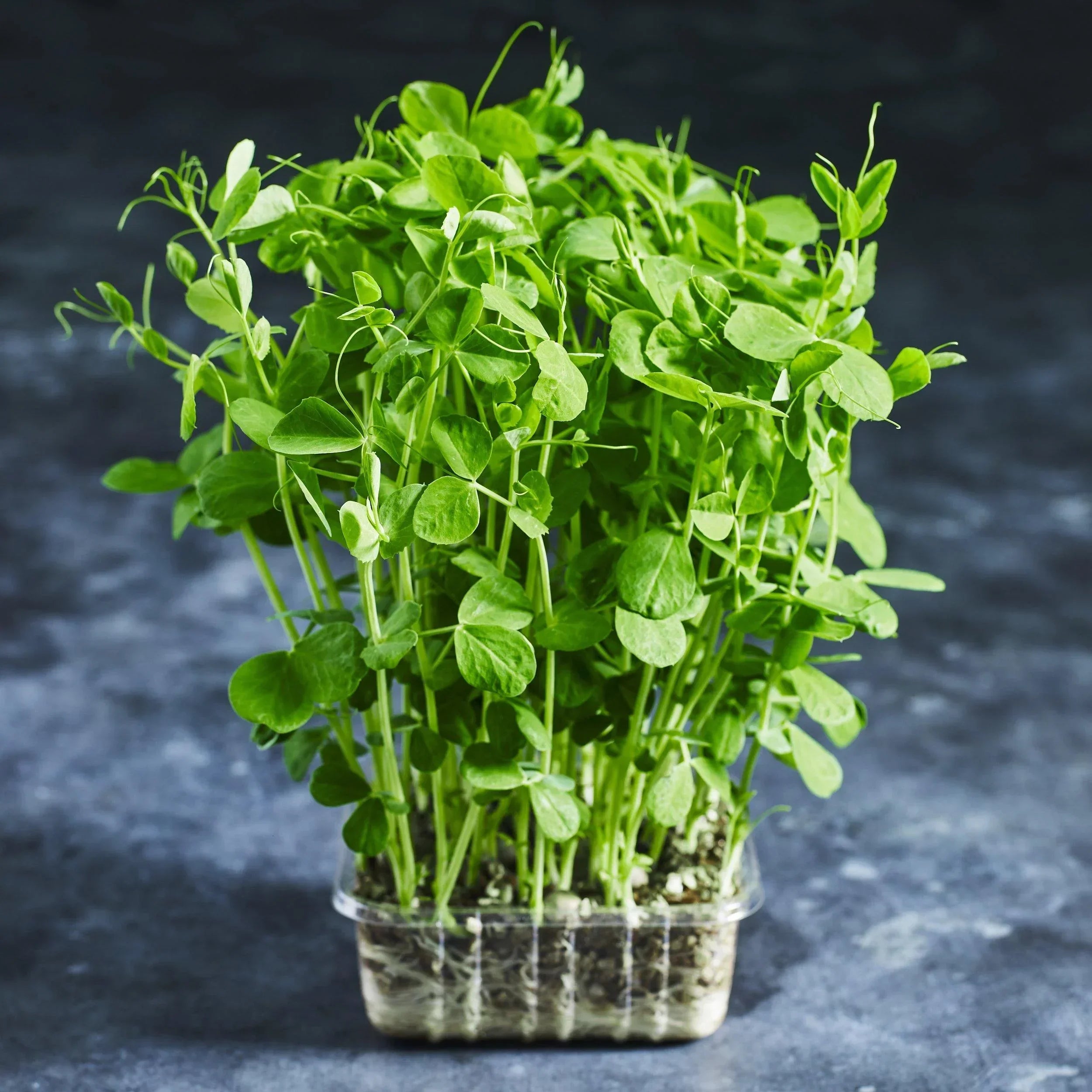 Peas-Dimple Dun (no tendrils) - Australian Wheatgrass
