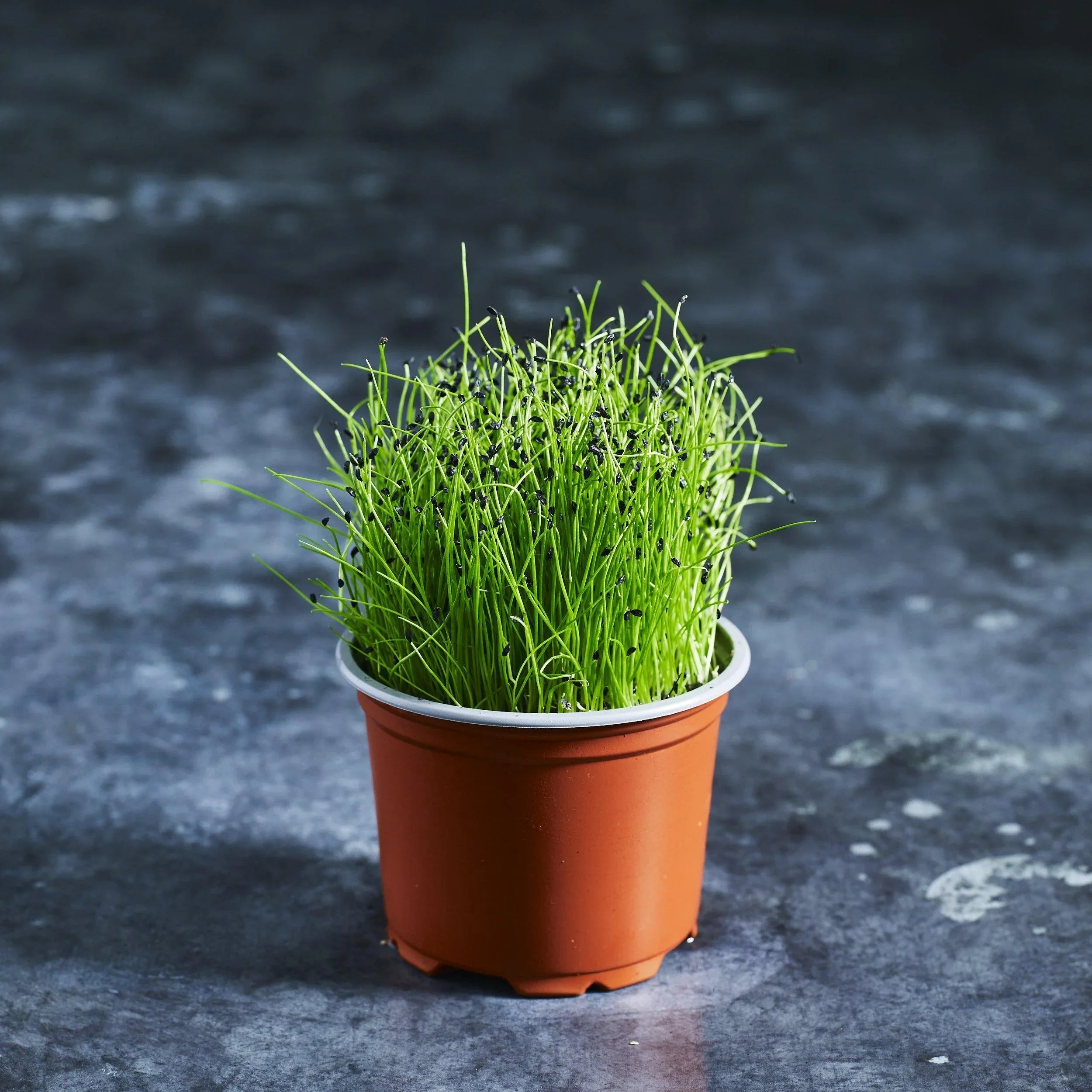 Onion Chive Seeds - Australian Wheatgrass