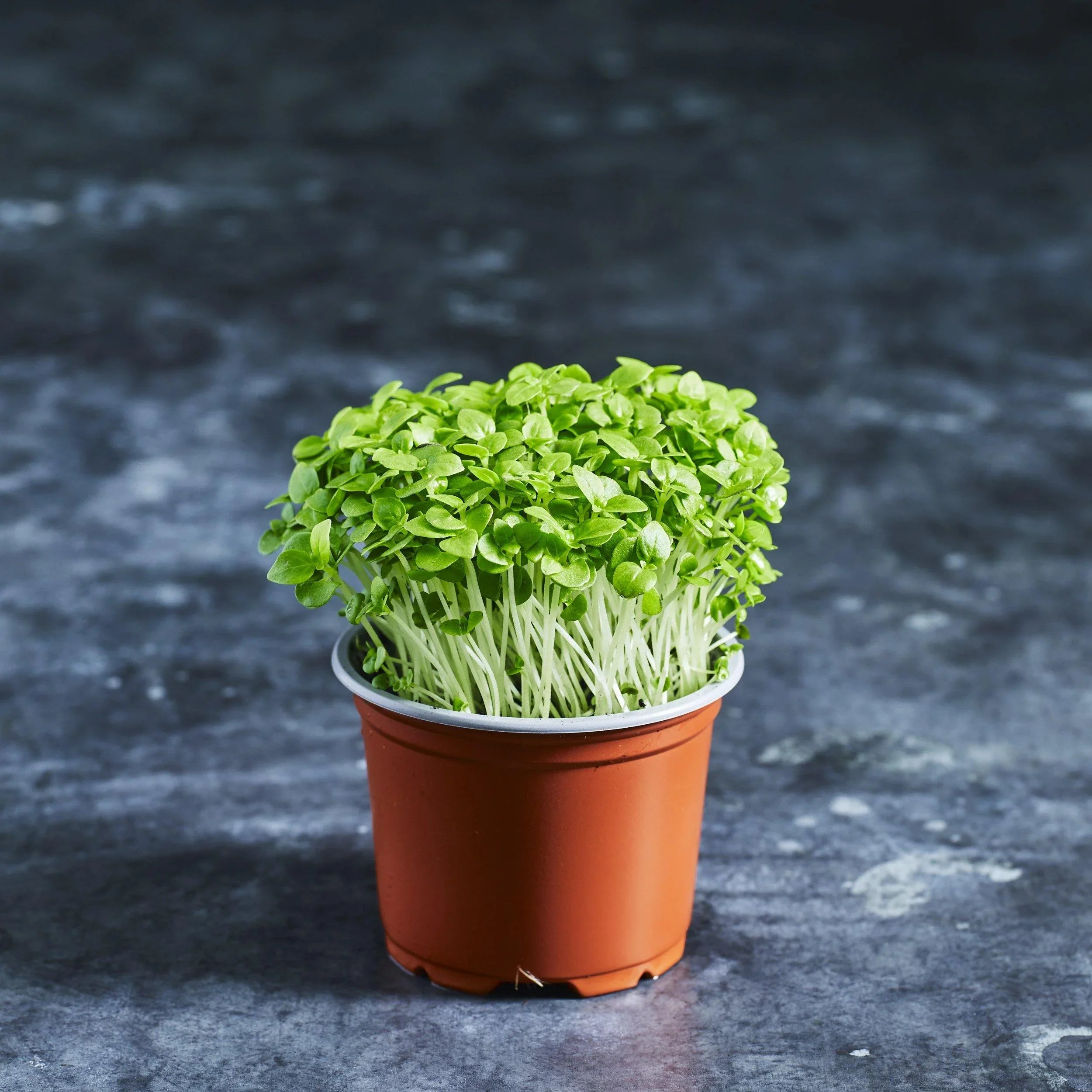 Basil Seeds - Greek - Australian Wheatgrass