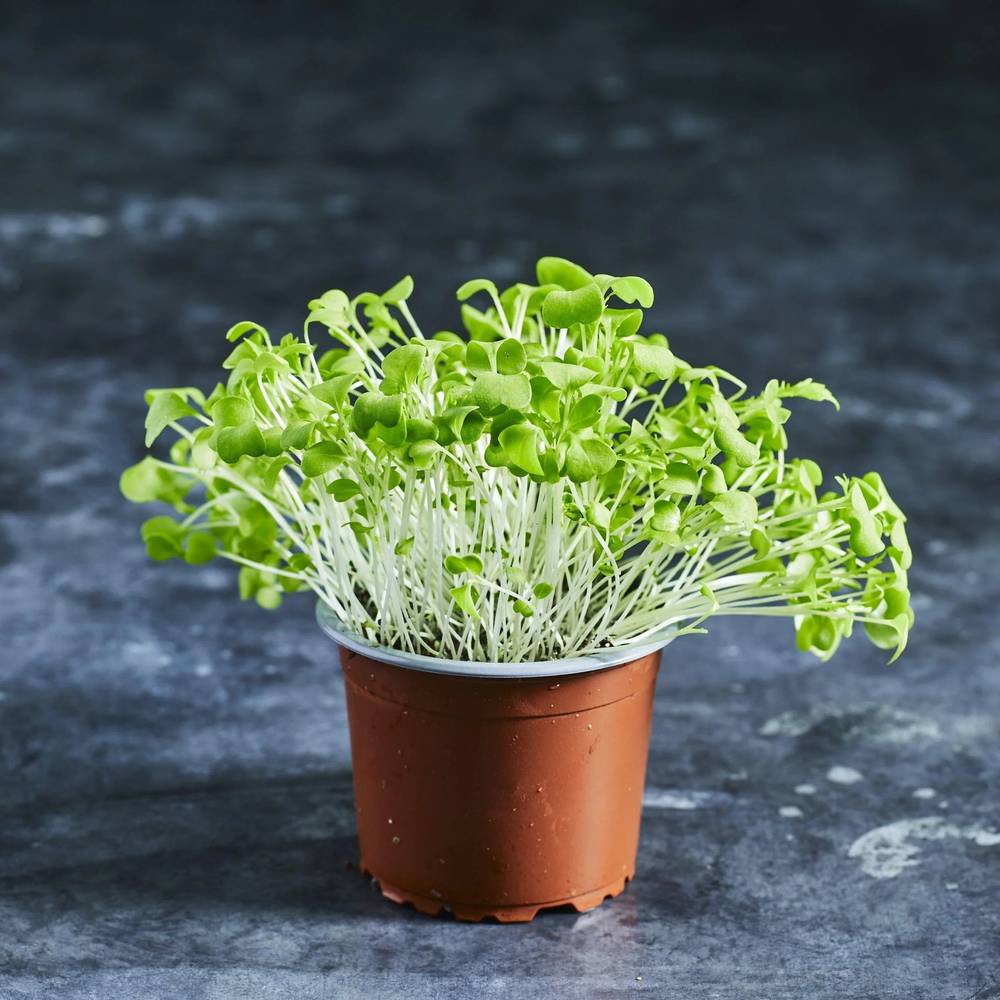 Mustard Seeds - Green (Treated with Thirum) - Australian Wheatgrass