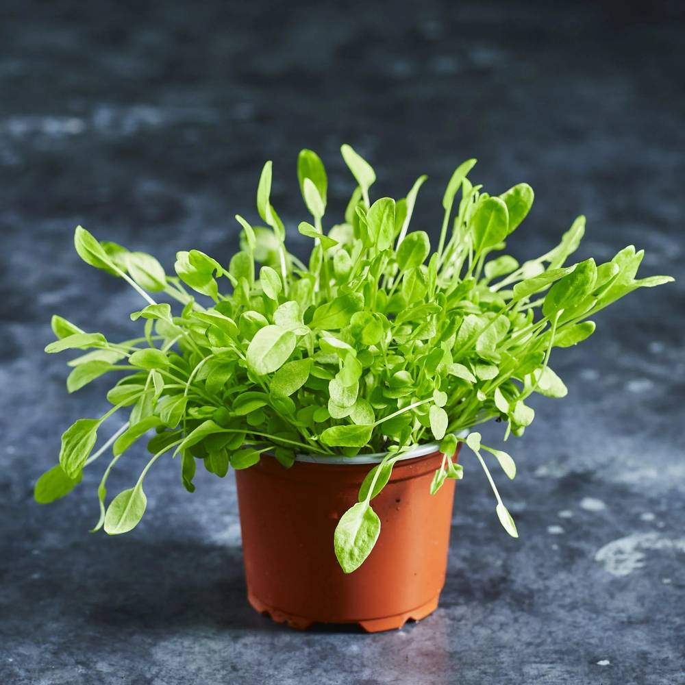 Sorrel Seeds - Green - Australian Wheatgrass