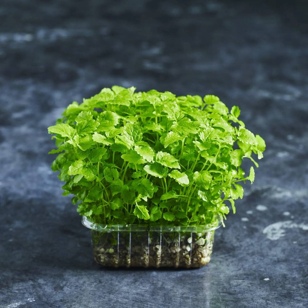 Lemon Balm Seed - Australian Wheatgrass