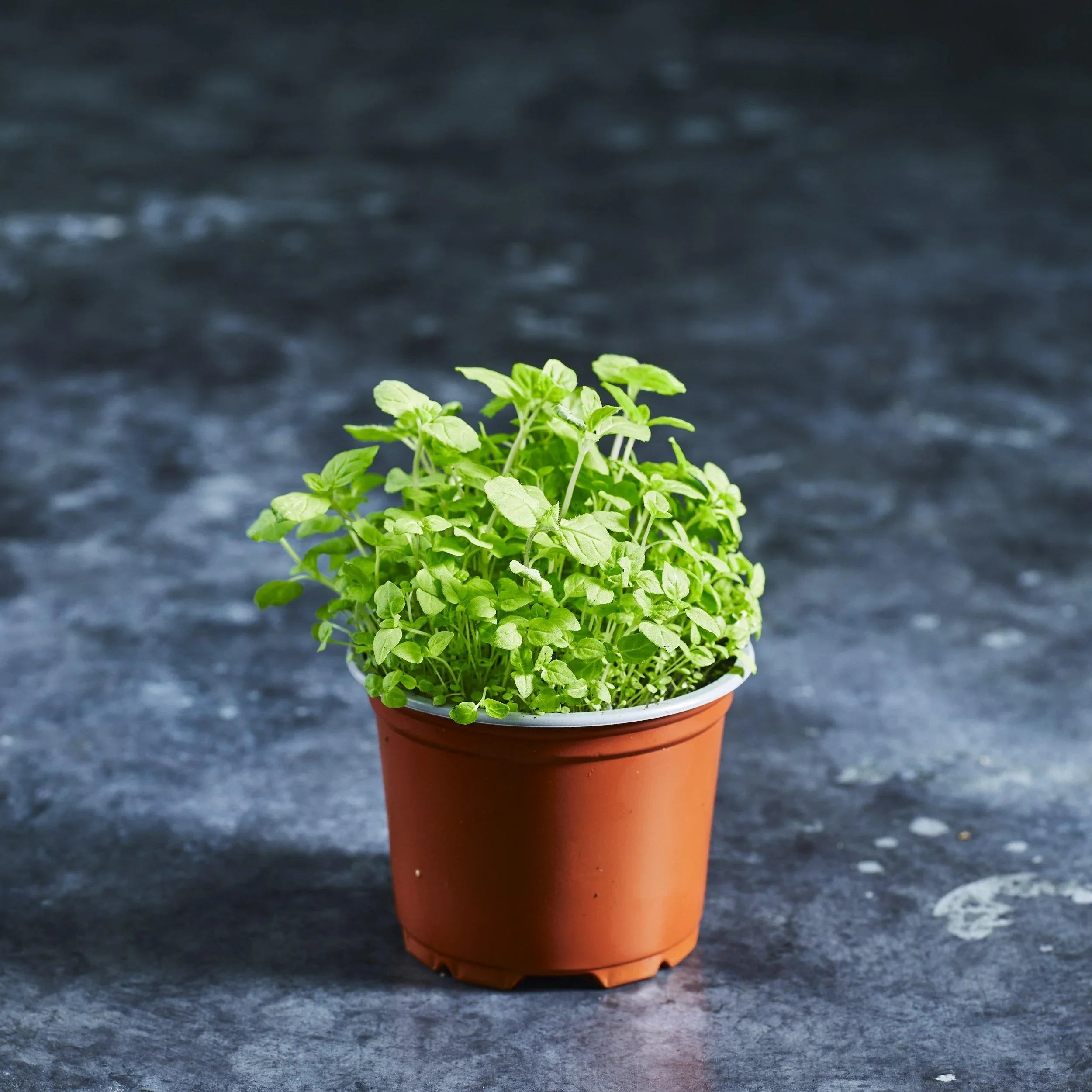 Mint Seeds - Peppermint - Australian Wheatgrass