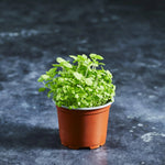 Mint Seeds - Peppermint - Australian Wheatgrass