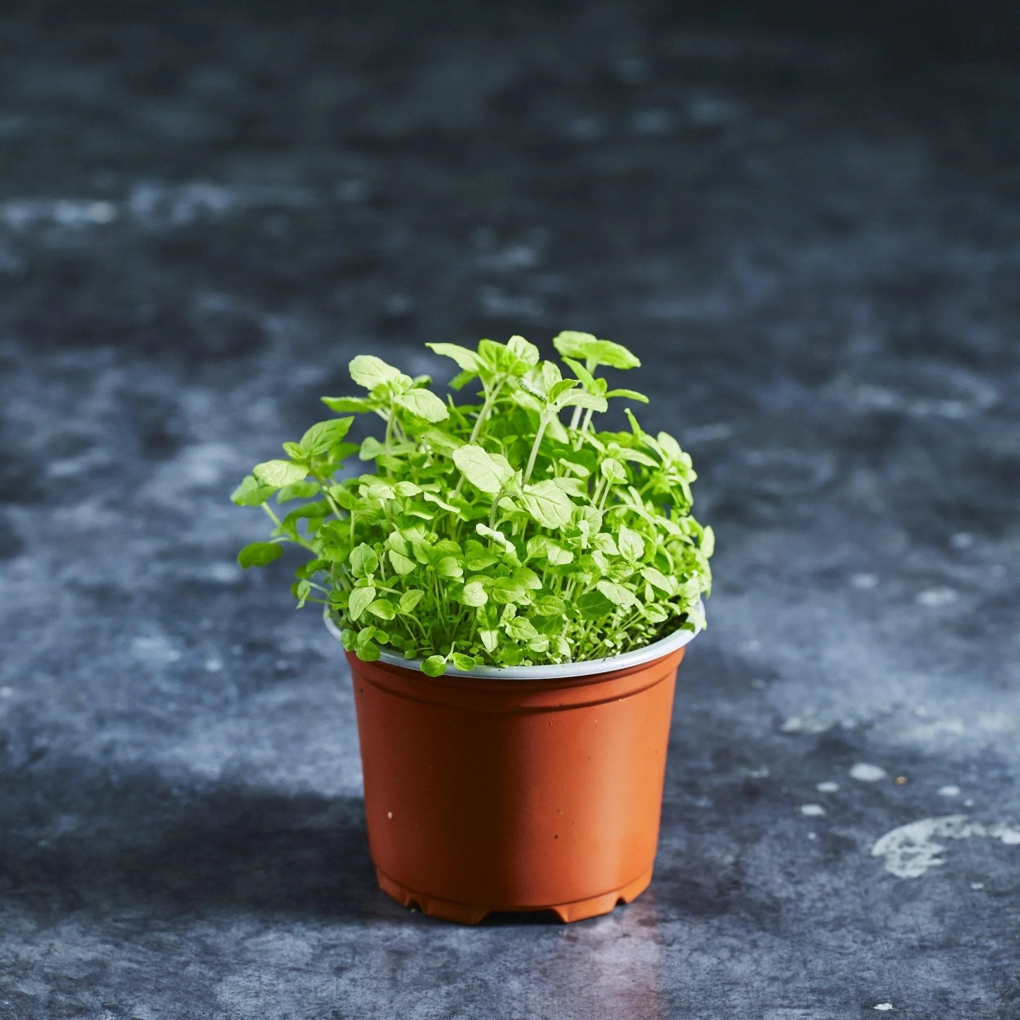 Mint Seeds - Peppermint - Australian Wheatgrass