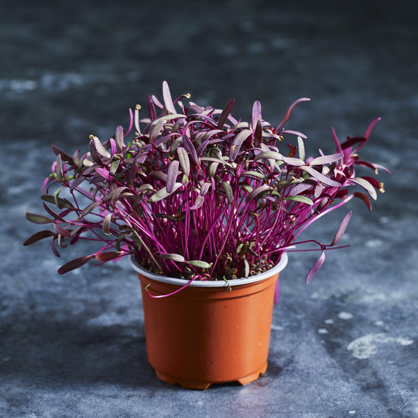 Orach Seeds - Red/Purple - Australian Wheatgrass