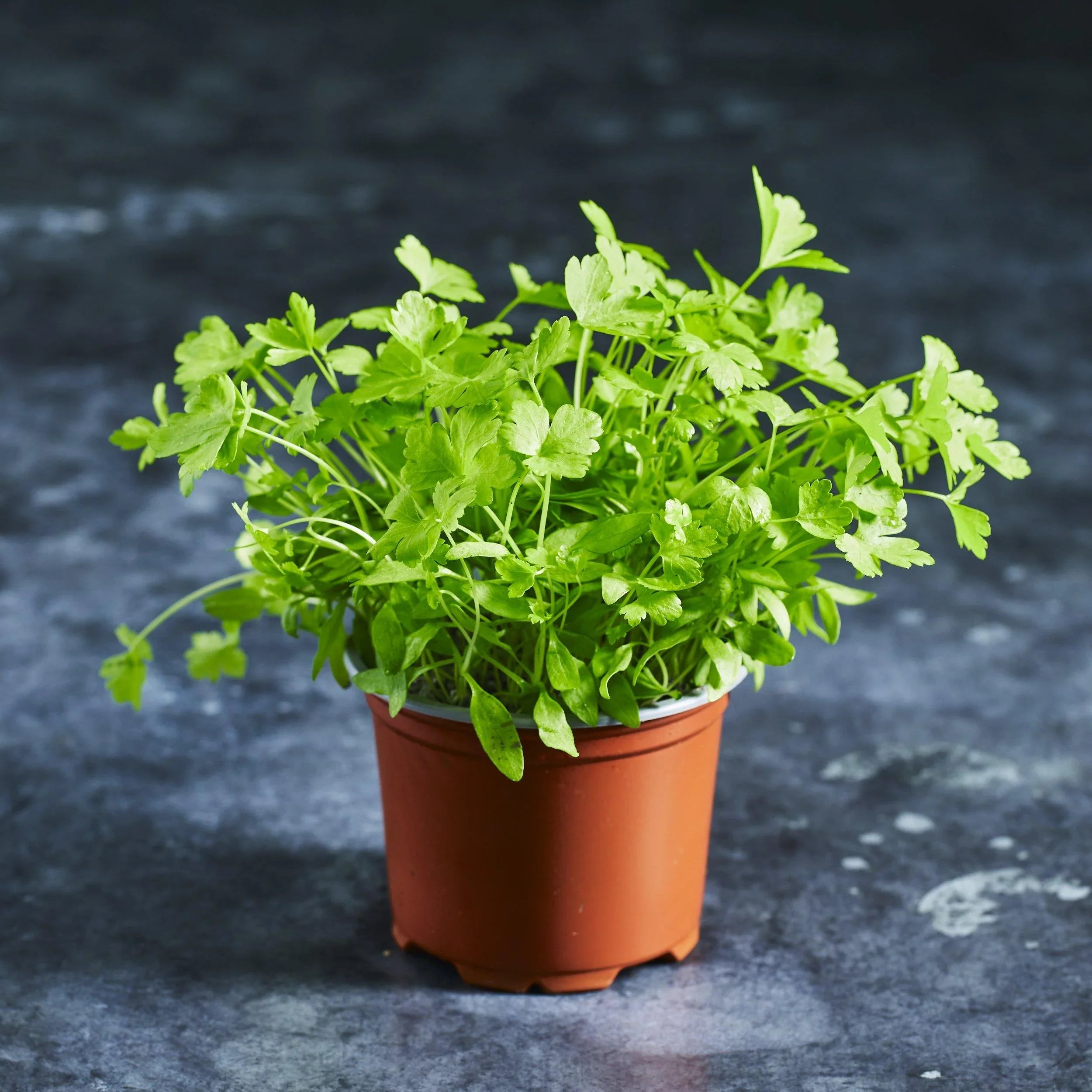 Parsley Seeds - Flat Leaf - Australian Wheatgrass